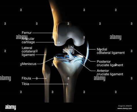 Accurate Medically Illustration Showing Knee Joint With Ligaments