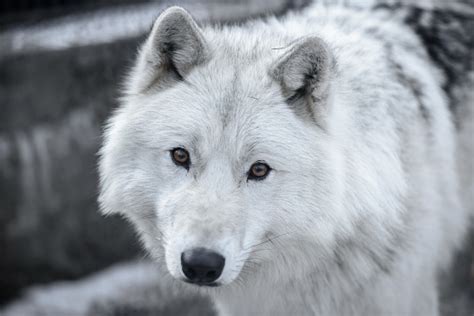 Arctic Wolf Canis Lupus Arctos Aka Polar Wolf Or White Wolf Closeup