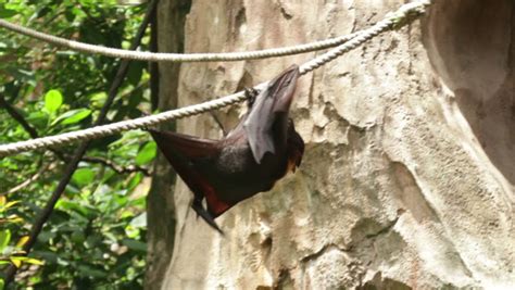 Huge Bat Giant Golden Crowned Flying Fox Acerodon Jubatus Also Known