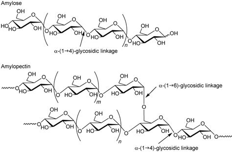 Amylopectin Molecule