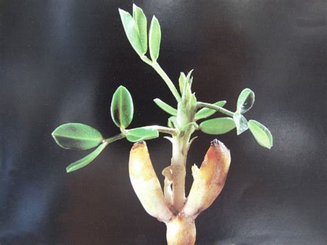 Want to learn how to grow peanuts indoors? Plant Growth and Development of Peanuts