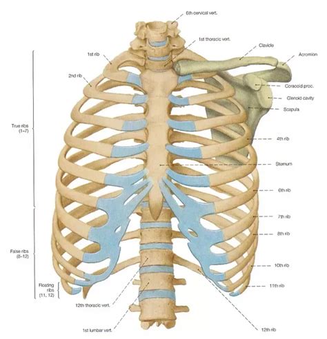 Human Anatomy Ribs Pictures D Illustration Of Human Body Ribs Cage
