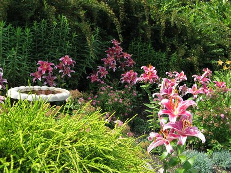 Lilium Orientale Stargazer Oriental Lily Kingsbrae Garden Flickr