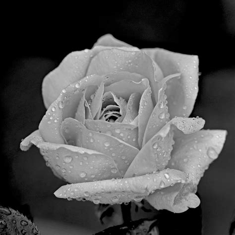 Images Gratuites Noir Et Blanc La Photographie Fleur Pétale