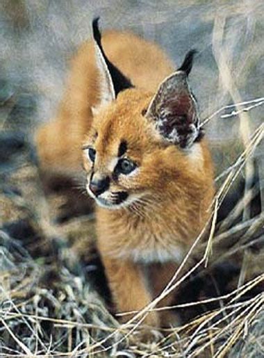 Cats with big ears are some of the cutest creatures on earth. Caracal - Long Antenna Cat | Baby Animal Zoo