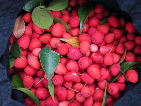 Riberries Syzygium Leuhmanii Edible Garden Stuffed Peppers Edible