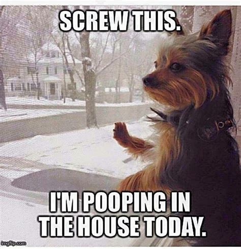 24 Best Yorkie Quotes Images On Pinterest