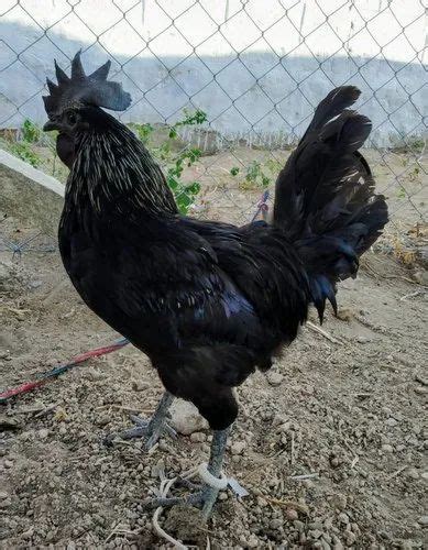 Pure Black Kadaknath Chicken For Meat Very Low At Rs 700piece In Hyderabad