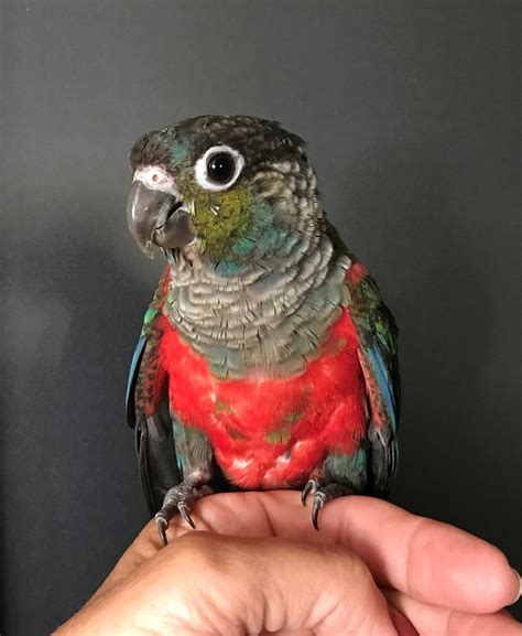 Crimson Bellied Conure 182195 For Sale In Browns Valley Ca