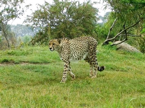 Cheetah Werribee Open Range Zoo The Rhyme Of Sim