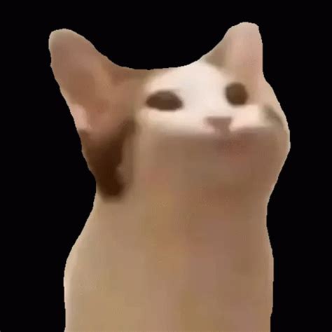 Popcat Meme Sticker Popcat Cat Meme Discover Share Gifs