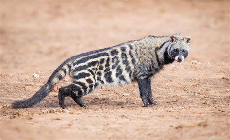African Civet Facts Habitat Diet Musk Life Cycle Baby Pictures