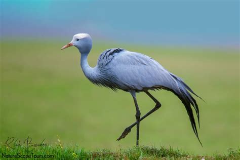 Blue Crane Focusing On Wildlife