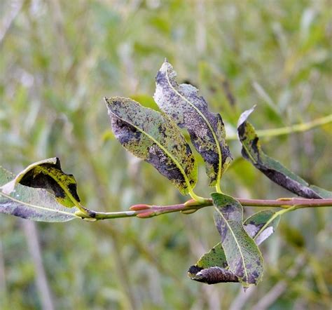 Willow Scab Or Black Canker On Grey © Evelyn Simak Cc By Sa20