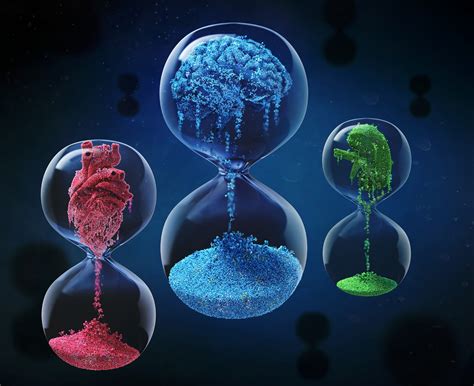 Stanford Medicine-led study finds way to predict which of our organs