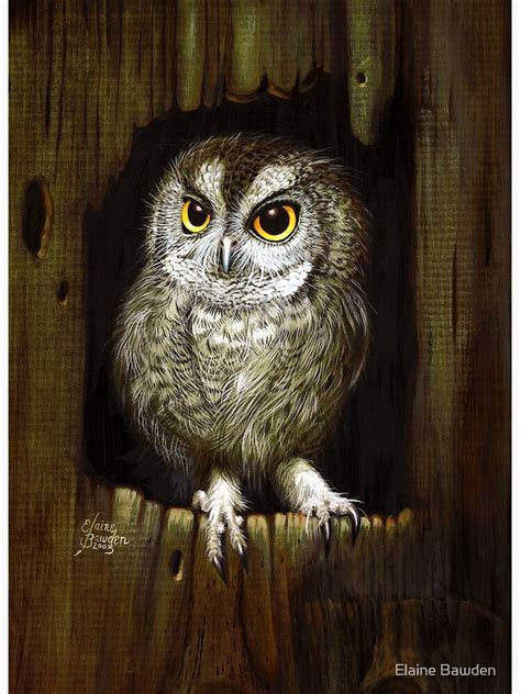 Screech Owl Painting Framed Art Print By Elainebawden Redbubble