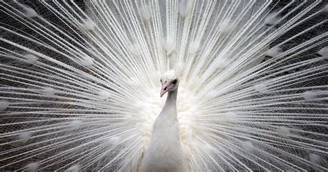 Stunning Video Of Majestic And Exotic White Peacock Fanning His Beautiful Feathers