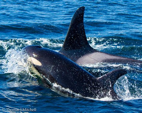 Orca — Sightings Report — Bc Whale Tours Victoria Whale Watching Tours