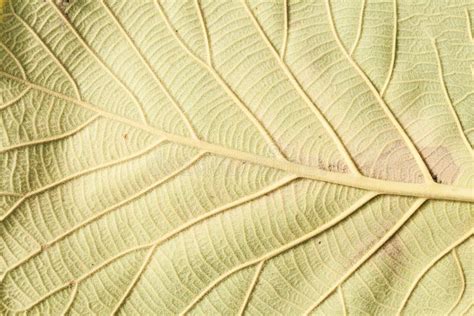 Close Up Natural Teak Leaf Background Texture Stock Image Image Of