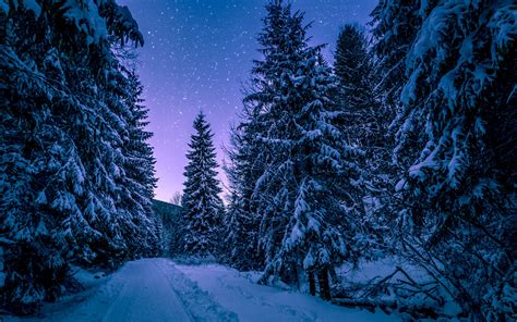 Download 3840x2400 Wallpaper Forest Trees Night Winter 4k Ultra Hd