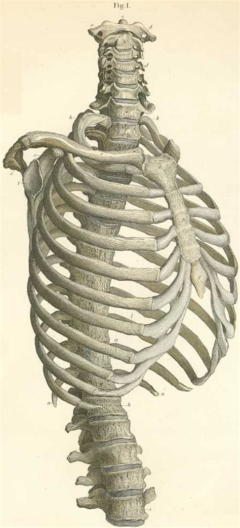 Atlas Of Human Anatomy Plate 3 Figure 1 Human Anatomy Art Anatomy