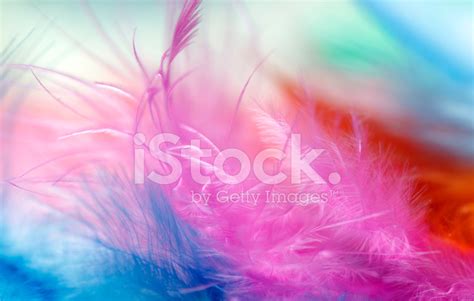 Multi Colored Feathers Stock Photo Royalty Free Freeimages