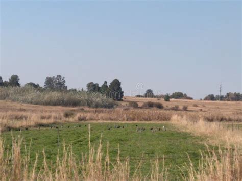 A Square Lush Green Plantation Field Surrounded By Long Brown Grass