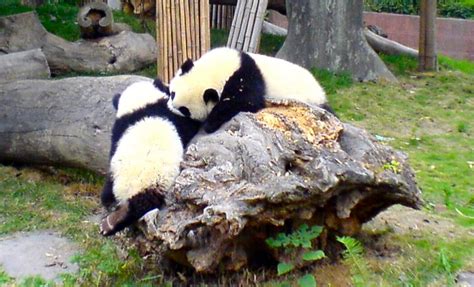 Baby Pandas Fighting Taken In Chengdu Giant Panda Research Flickr