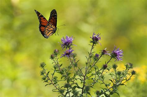 A Monarch Butterfly Landing On Thistle Free Photo Rawpixel