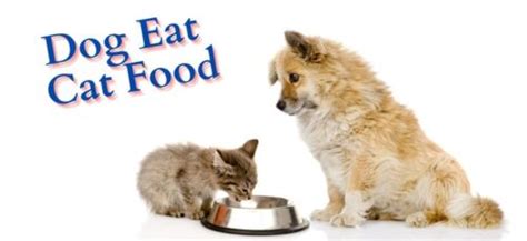 Can Dog Eat Cat Food Petdogcenter