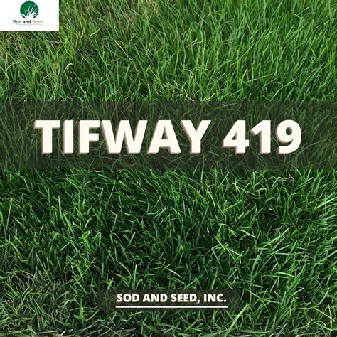 Tifway 419 Bermuda Grass Sod And Seed