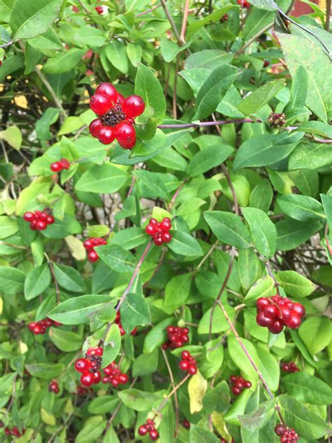 Central Europe Outdoor Decorative Hedge Red Berries On A Shrub
