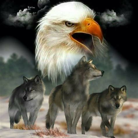 Pin By Gwen Gwendell Parsons On Eagles Eagle Pictures Wolf Pictures