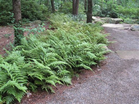 How To Grow Ferns In The Ground Home And Garden Reference