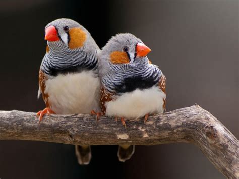 Top 6 Most Beautiful Finches Endless Awesome