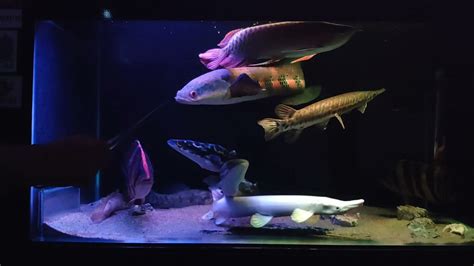 Predator Fish Tank Youtube