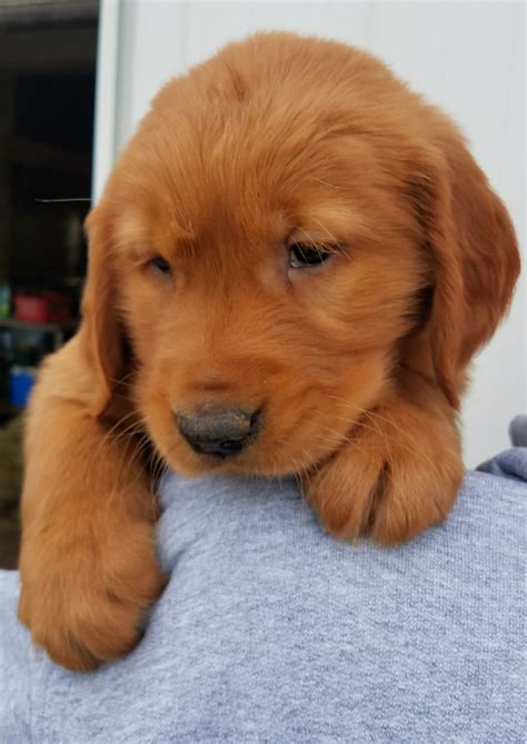 Red golden retriever puppies need as much attention as typical goldens, but these dogs will age into calm animals. Golden Retriever Puppies For Sale | Waynesfield, OH #270542