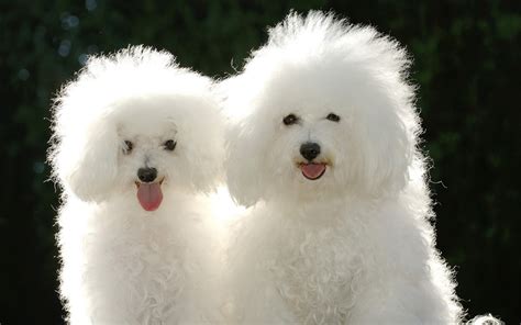cute puppy dogs poodle puppies