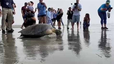 Aquarium Of The Pacific Releases Endangered Green Sea Turtle At Seal