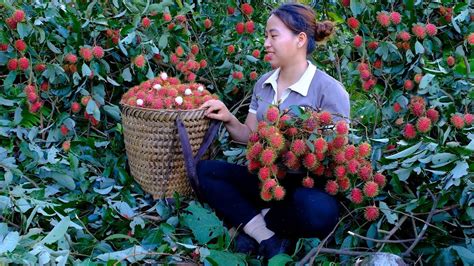 Harvest Natural Forest Rambutan Gardens And Bring Them To The Market To Sell Lùng Thị Mai