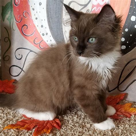 Chocolate Ragdoll Kitten Named Baby Boy Blue Puppies And Kitties Cats