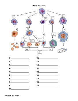 This may be useful as a printable poster for the classroom, or as part of a. White Blood Cells Identification Worksheet or Quiz | Blood ...