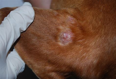 Scielo Brasil Granuloma Leproide Canino Estudo De 27 Casos