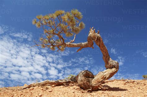 Twisted Pine Tree Bryce Canyon National Park Utah Usa Stock Photo