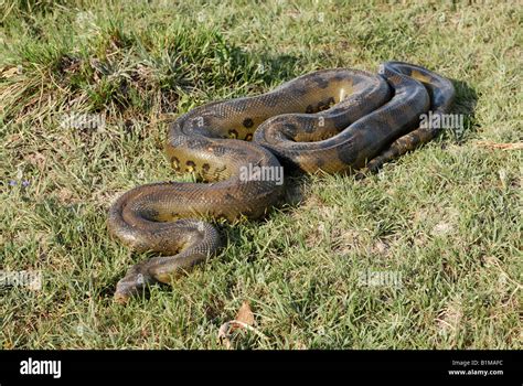Green Anaconda Eunectes Murinus Adult Hi Res Stock Photography And