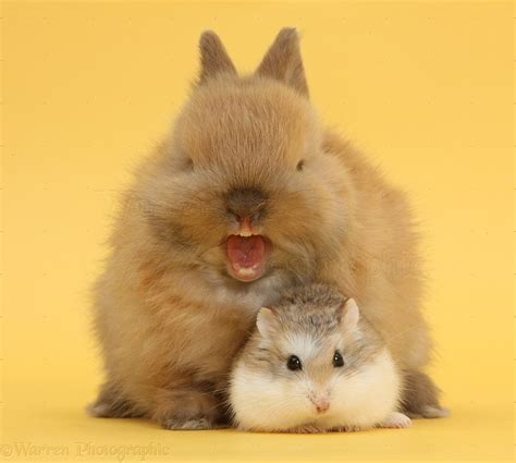 Roborovski Hamster With Baby Bunny Yawning Photo Wp39703