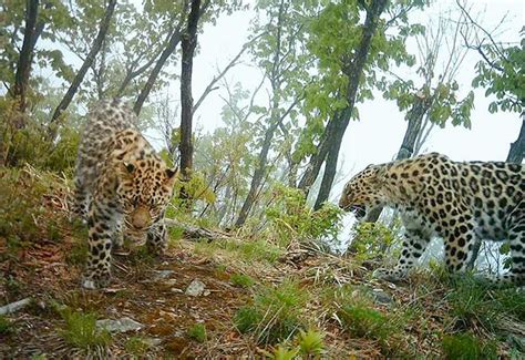 The Amur Leopard The Worlds Most Endangered Cat Received A Big