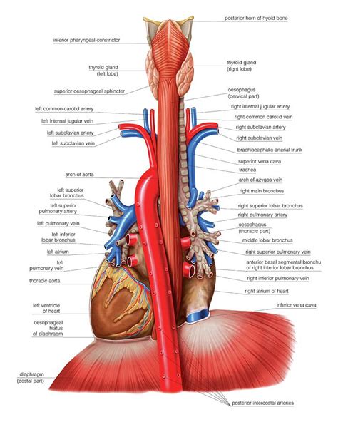 Oesophagus And Mediastinal Tract By Asklepios Medical Atlas The Best Porn Website
