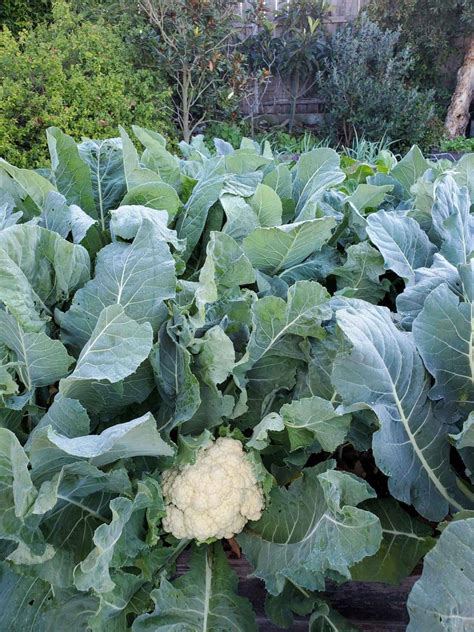 How To Grow Cauliflower From Seed To Harvest ~ Homestead And Chill