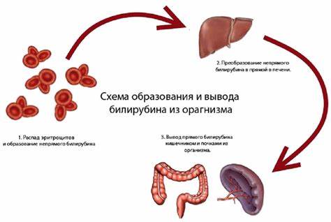 Холецистит и беременность диета Общий билирубин что это: какая норма в анализах крови, моче, у взрослых Общий билирубин что это: какая норма в анализах крови, моче, у взрослых Холецистит и беременность диета